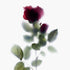 Red Rose Stem Floral Art Print